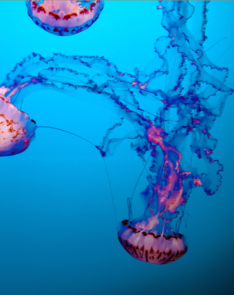 Aquarium of the Bay