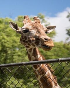 LA Zoo