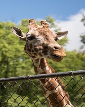 LA Zoo