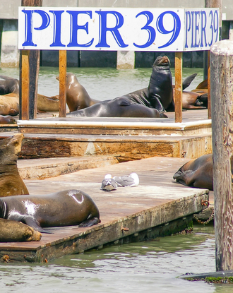 Pier 39