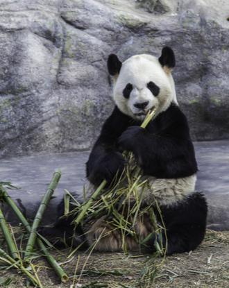 Toronto Zoo