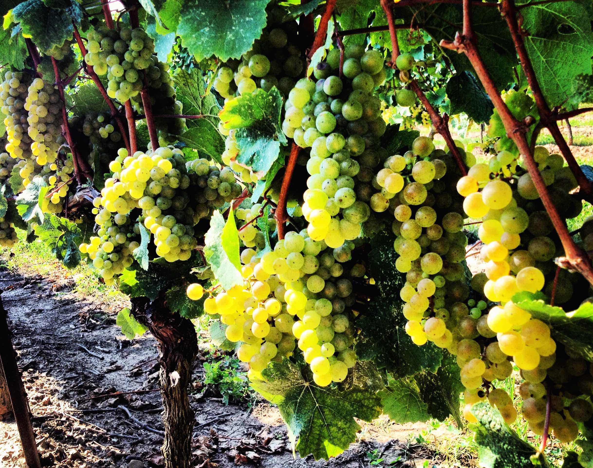 Your Guide to Enjoying Napa & Sonoma’s Best Vineyards